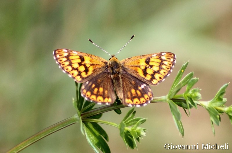 Hamearis lucina - Riodinidae